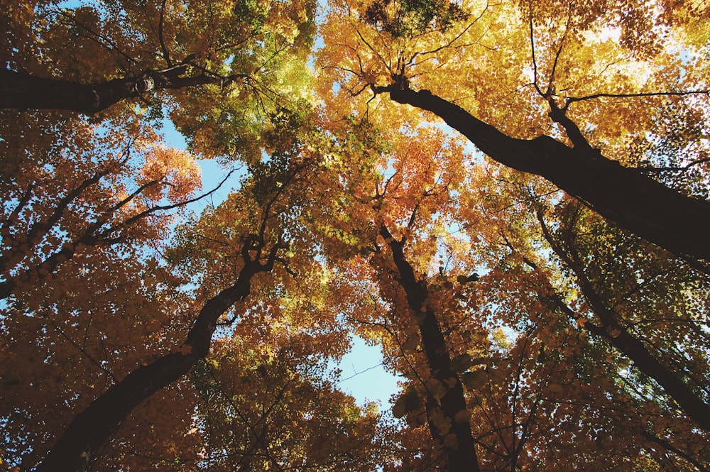 low angle photo of trees