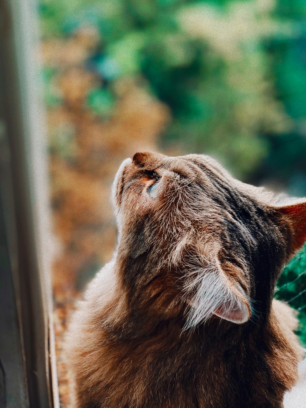 brown cat looking upwards during day