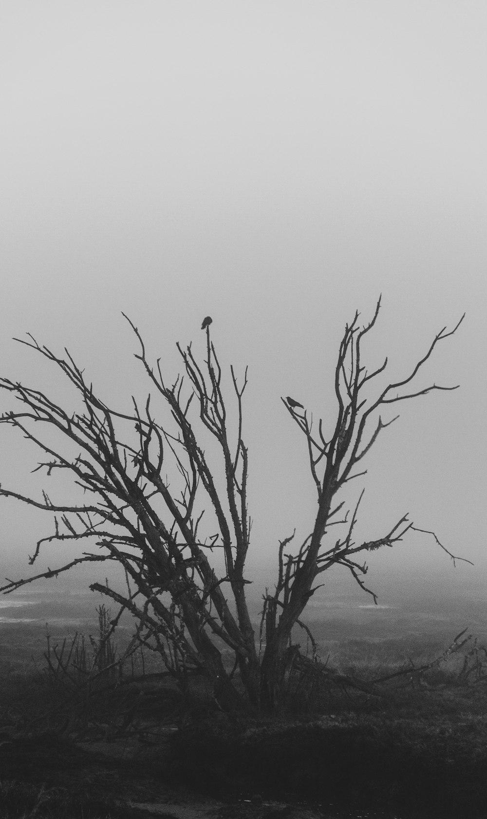 grayscale photography of withered tree