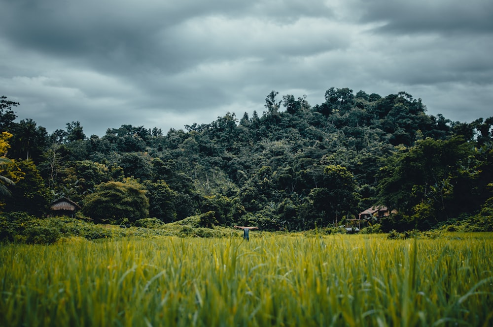 rice field