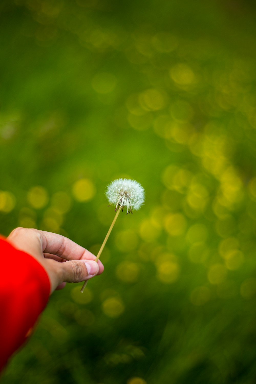 shallow focus photo of white dandelion