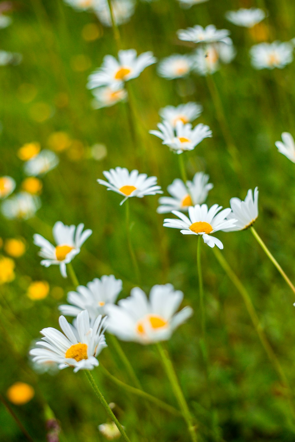close-up photography of white daisy flowers