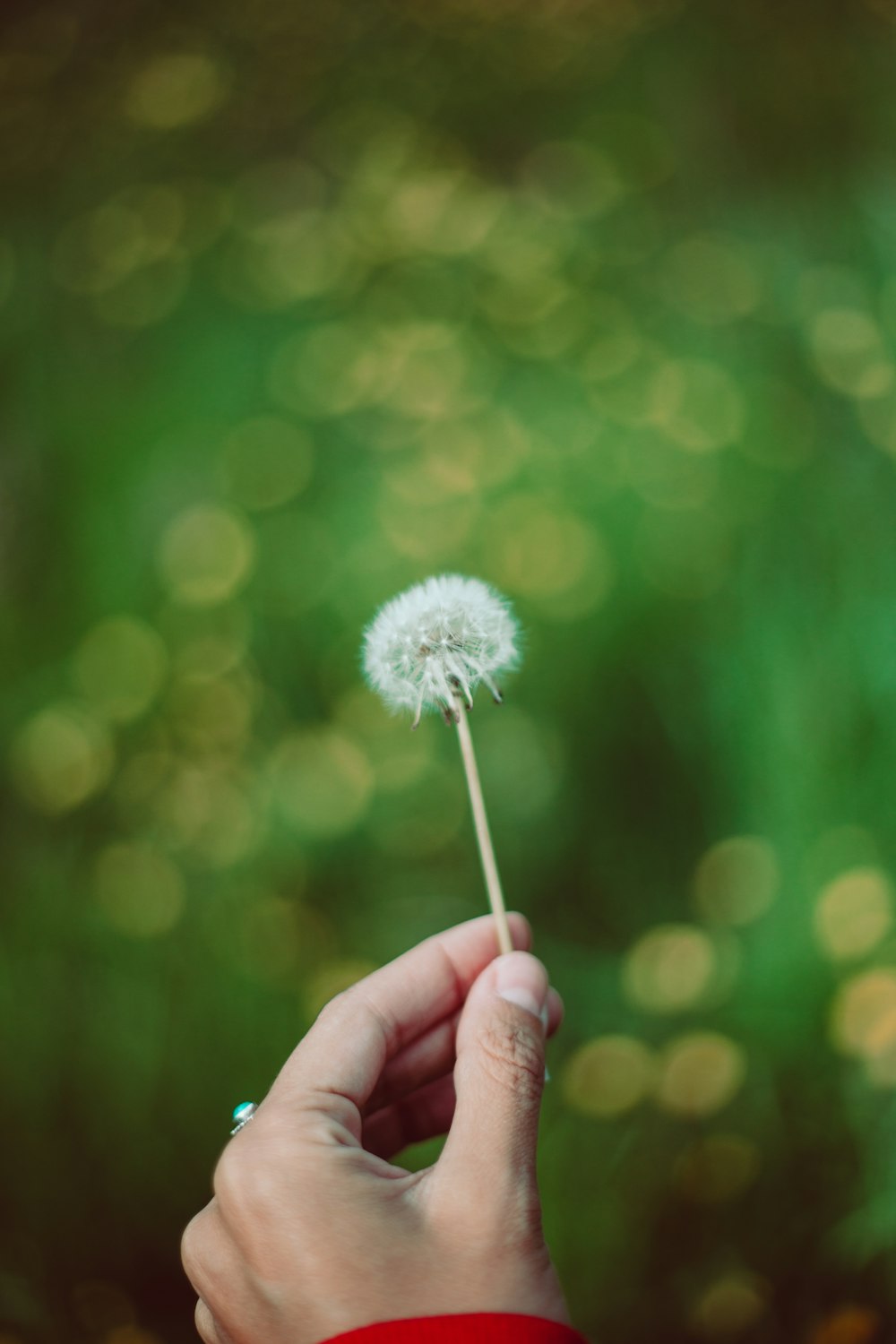 white dandelion