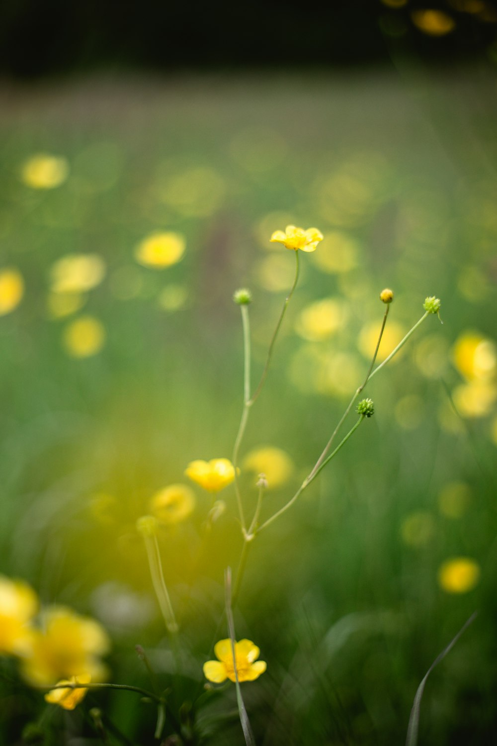 flores de pétalos amarillos