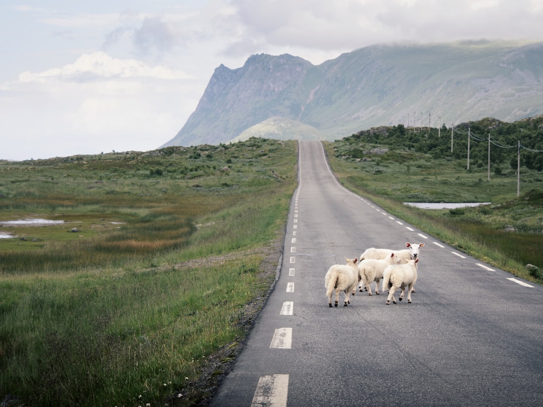 Flock of sheep crossing a road in Norway