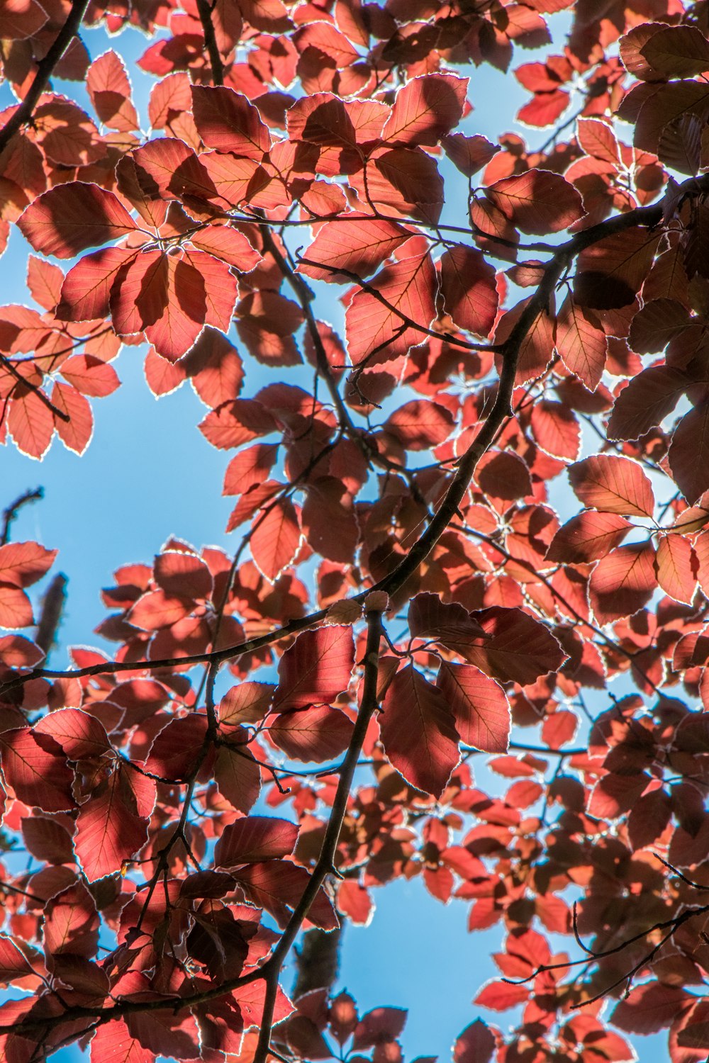 low-angle photography of red leafed tree