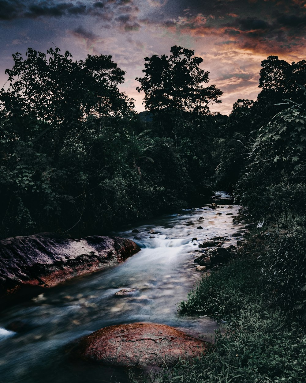 river between trees