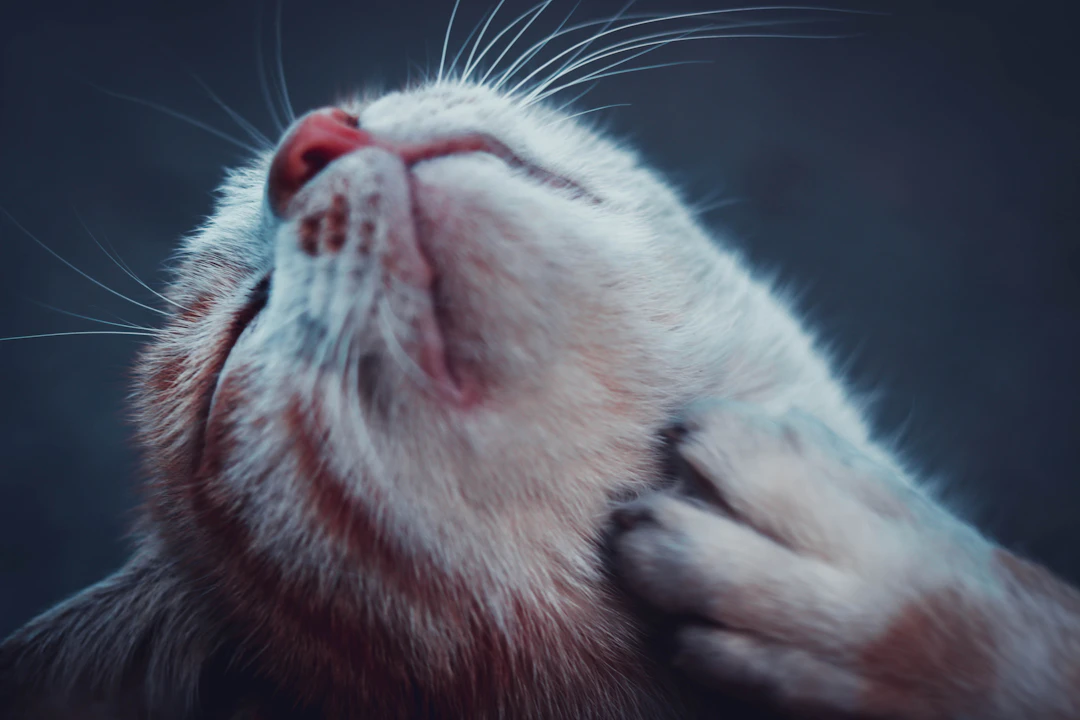 Emotional Bond with Cat