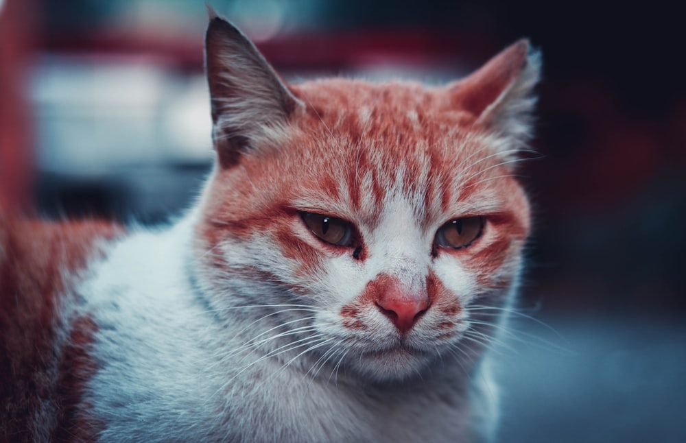 orange and white cat