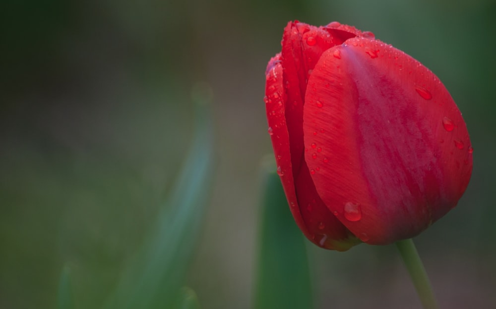 red tulips