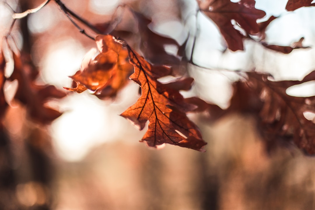 brown leaves