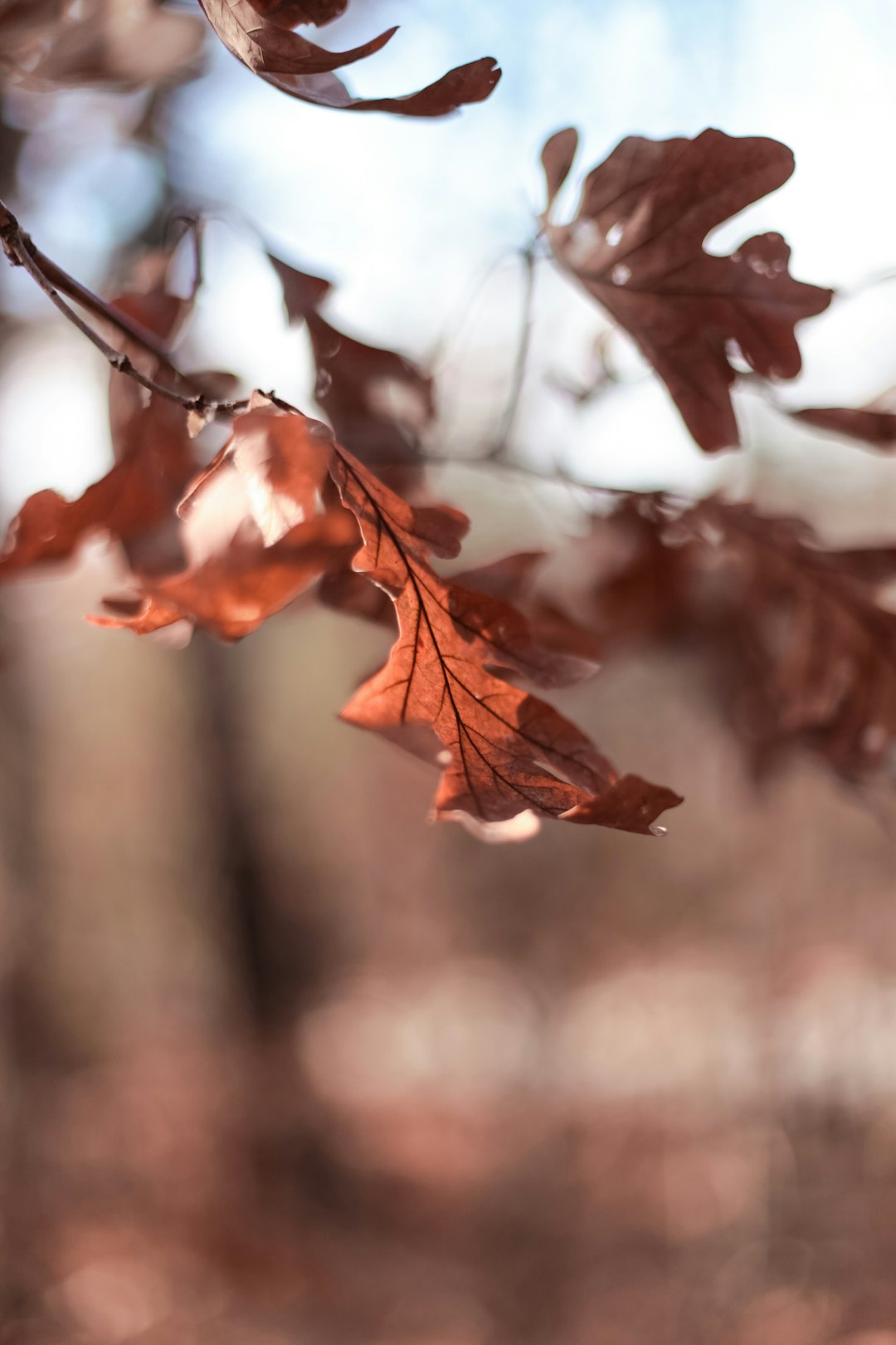 close-up photography of red leafed tree