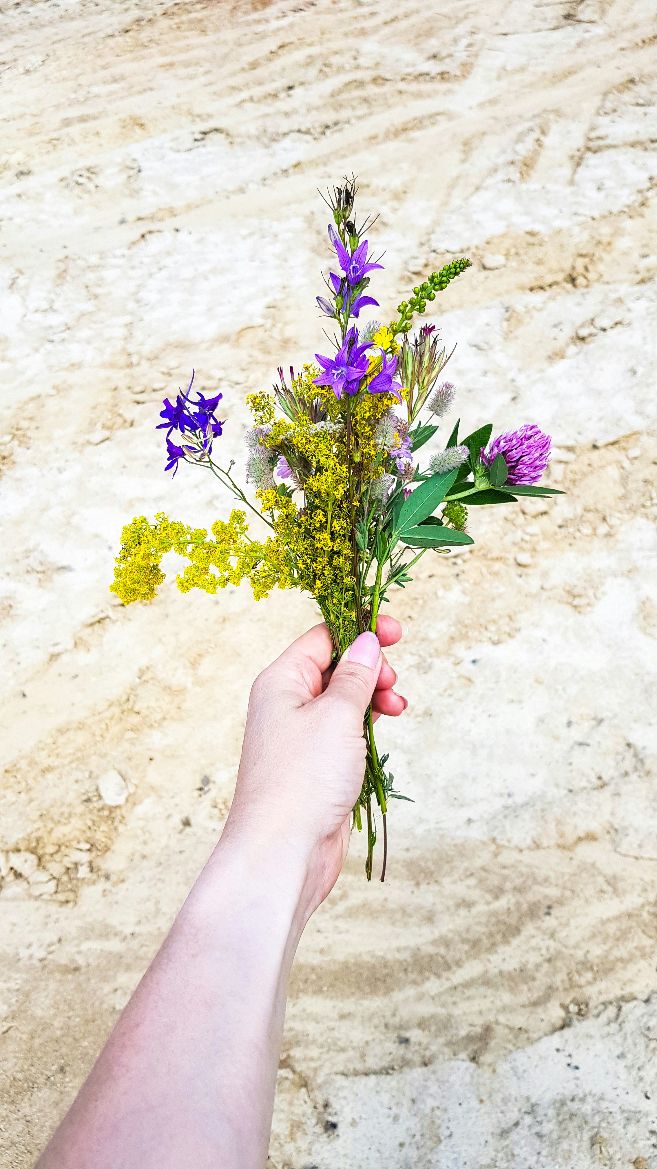 Assorted flowers photo – Free Hand Image on Unsplash