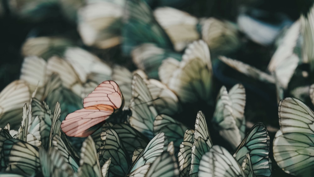 brown butterfly among white butterflies