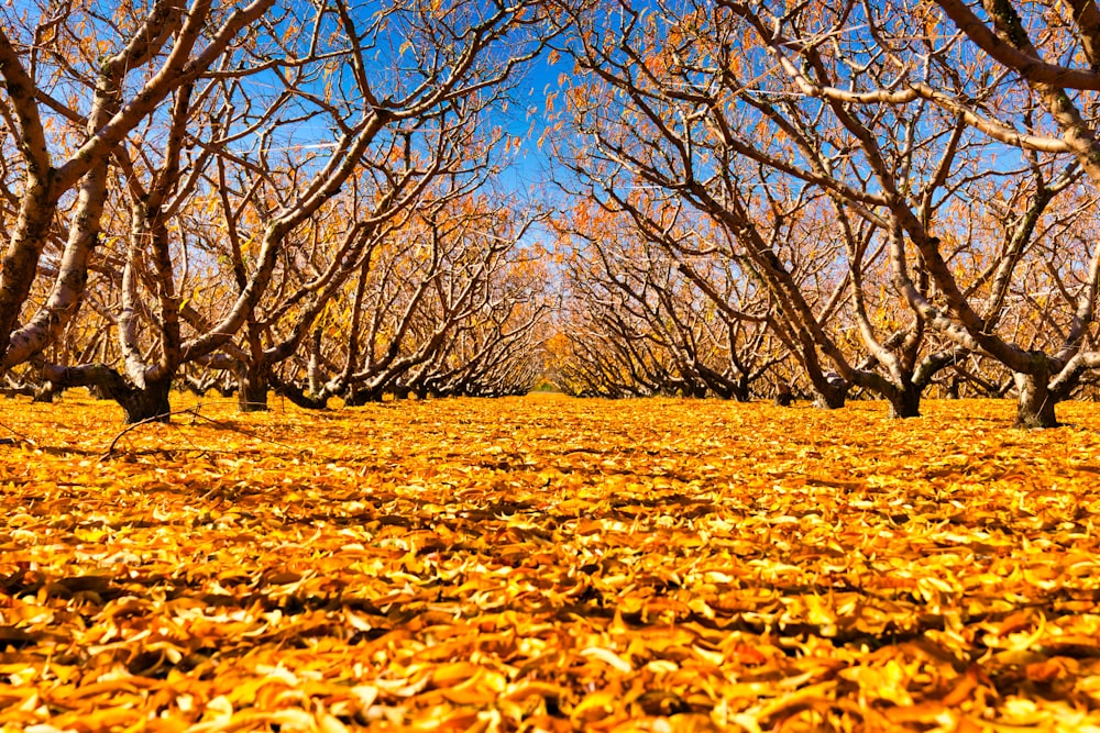 dried leaves under trees