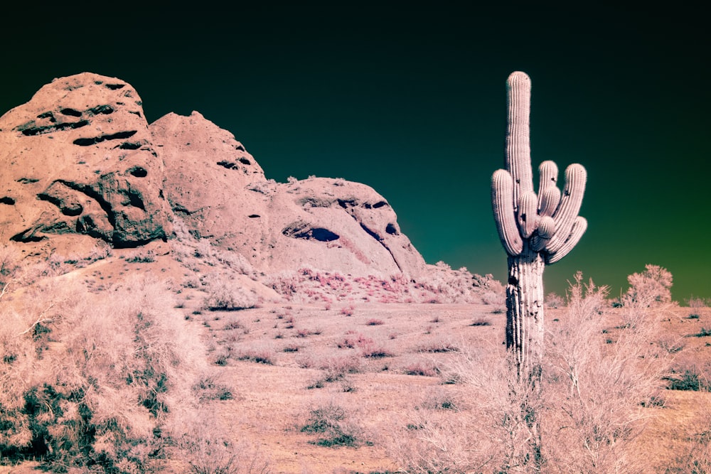 green cactus on desert