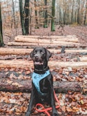A black dog is wearing a blue harness and sitting on a pile of logs in a forest. The ground is covered with autumn leaves, and the background features tall trees without leaves, indicating late autumn or early winter.