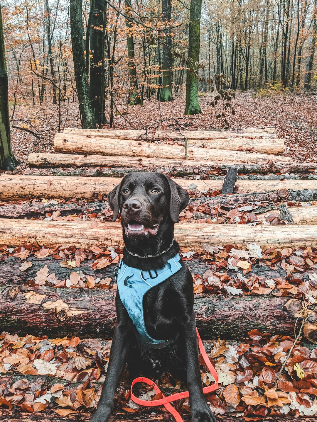 short-coated black dog