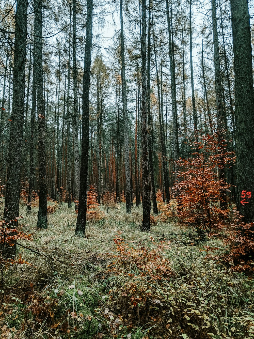 foto de baixo ângulo de árvores