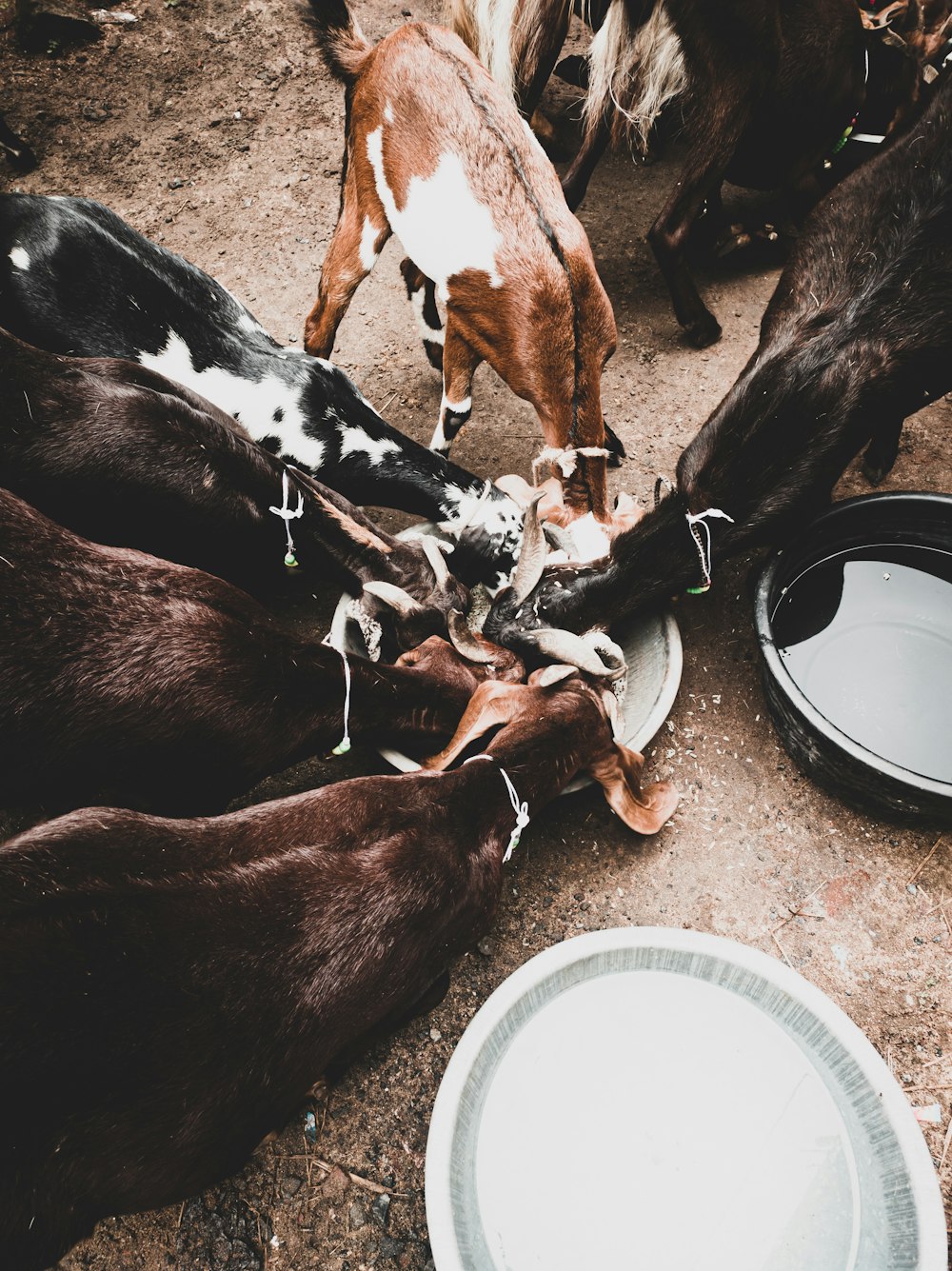 brown and black goats eating