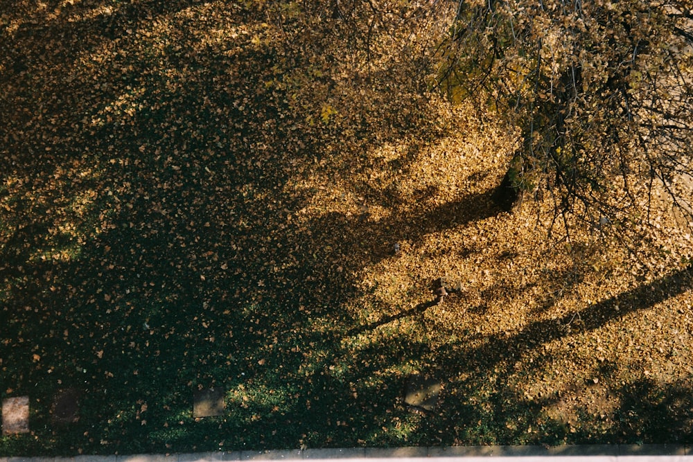 dried leaves under tree