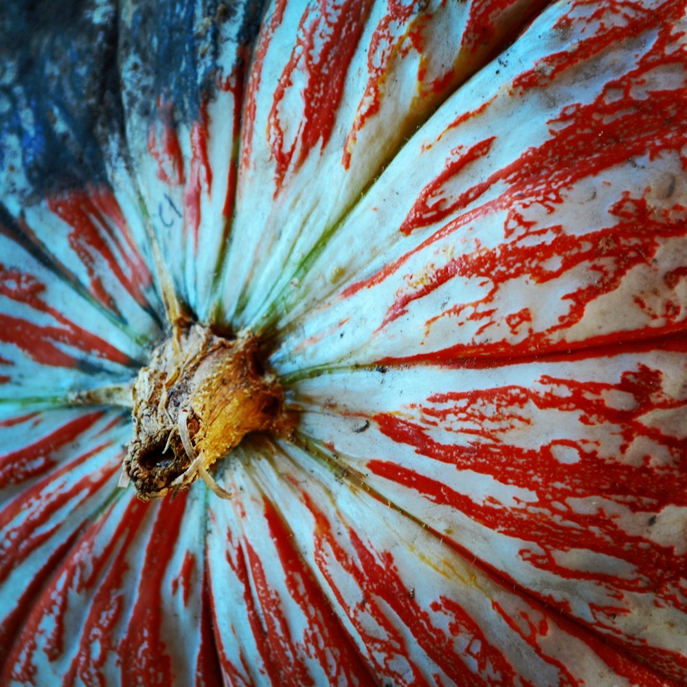 a close up of a red and white flower