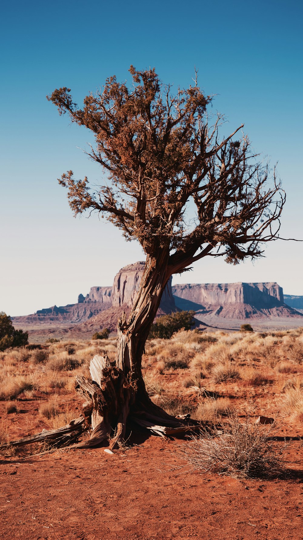 view photography of brown tree in the middle of desert during daytime