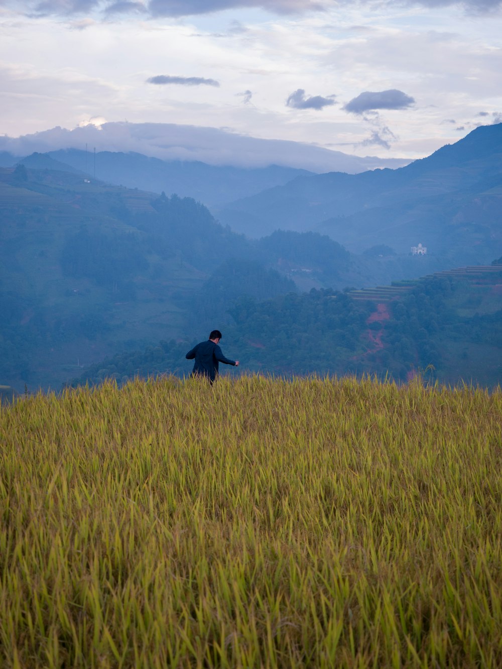 uomo circondato da campo di riso