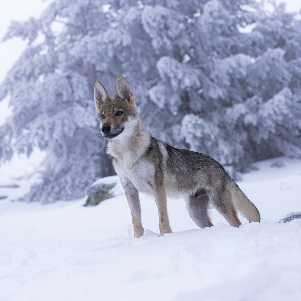 wolf standing near snow-covered tree during daytime