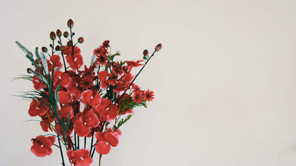 red petaled flowers