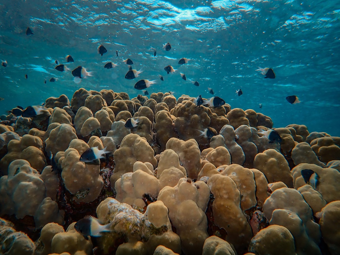 shao lof fish on reef