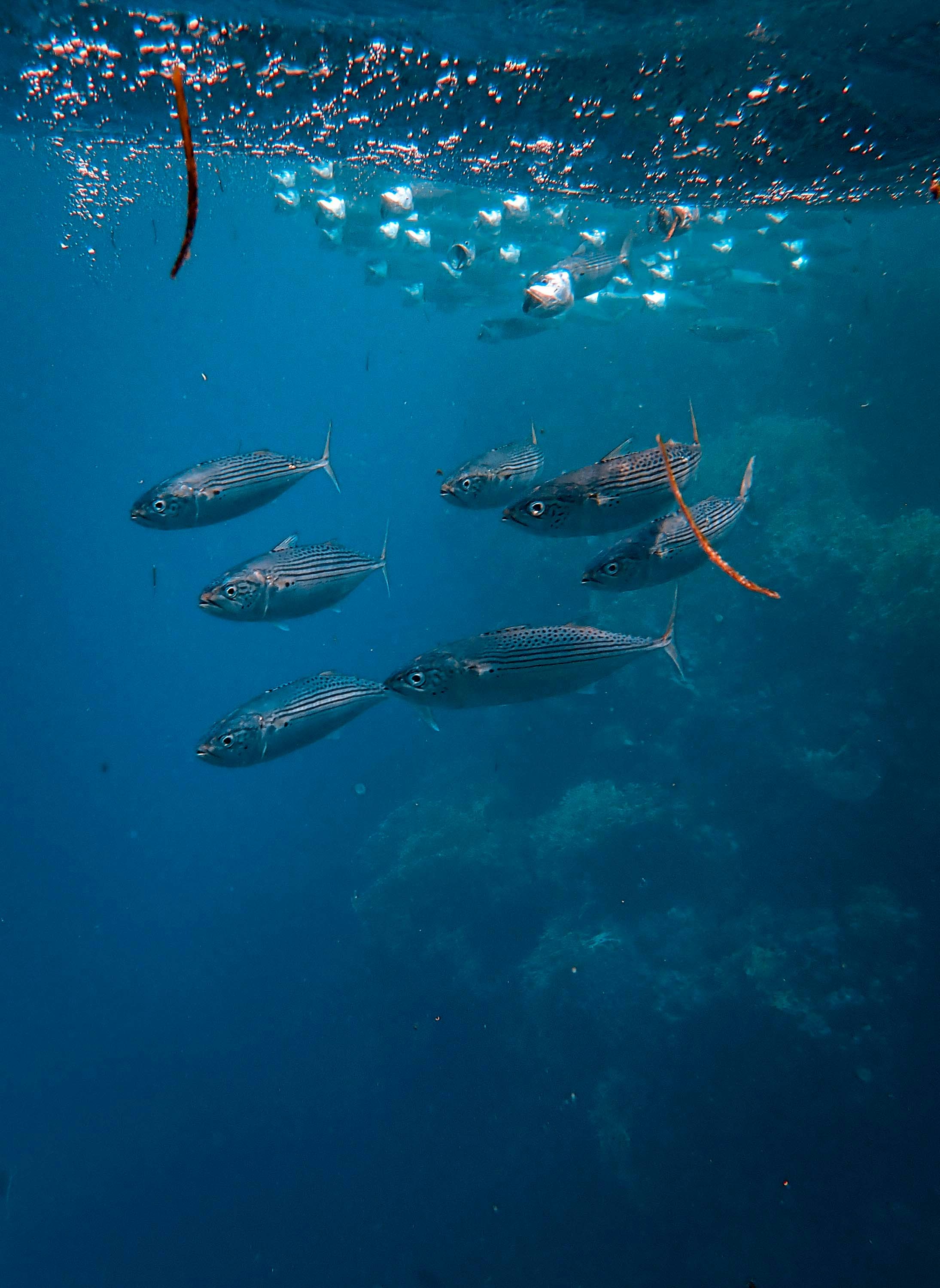 ikan di bawah air