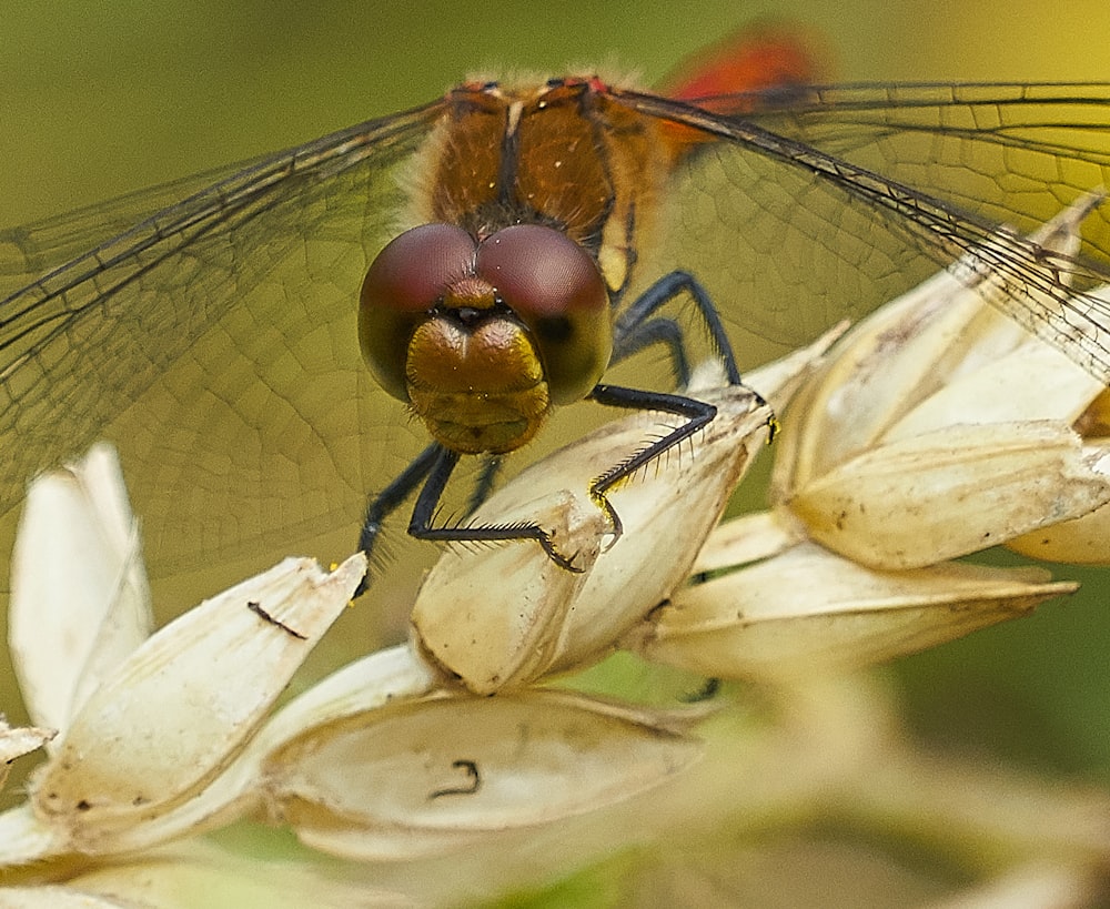 brown dragonfly