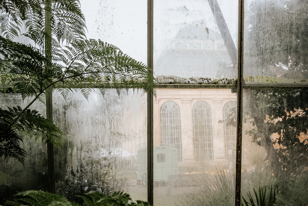 fern plants beside pane window