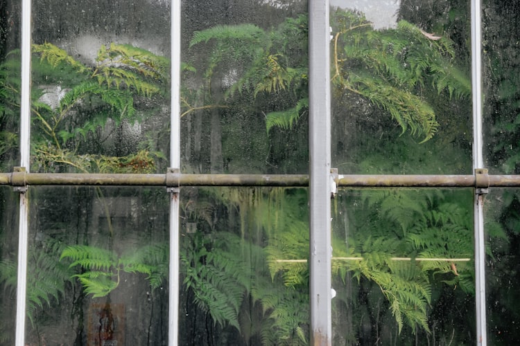 Green ferns pressing against a greenhouse window 