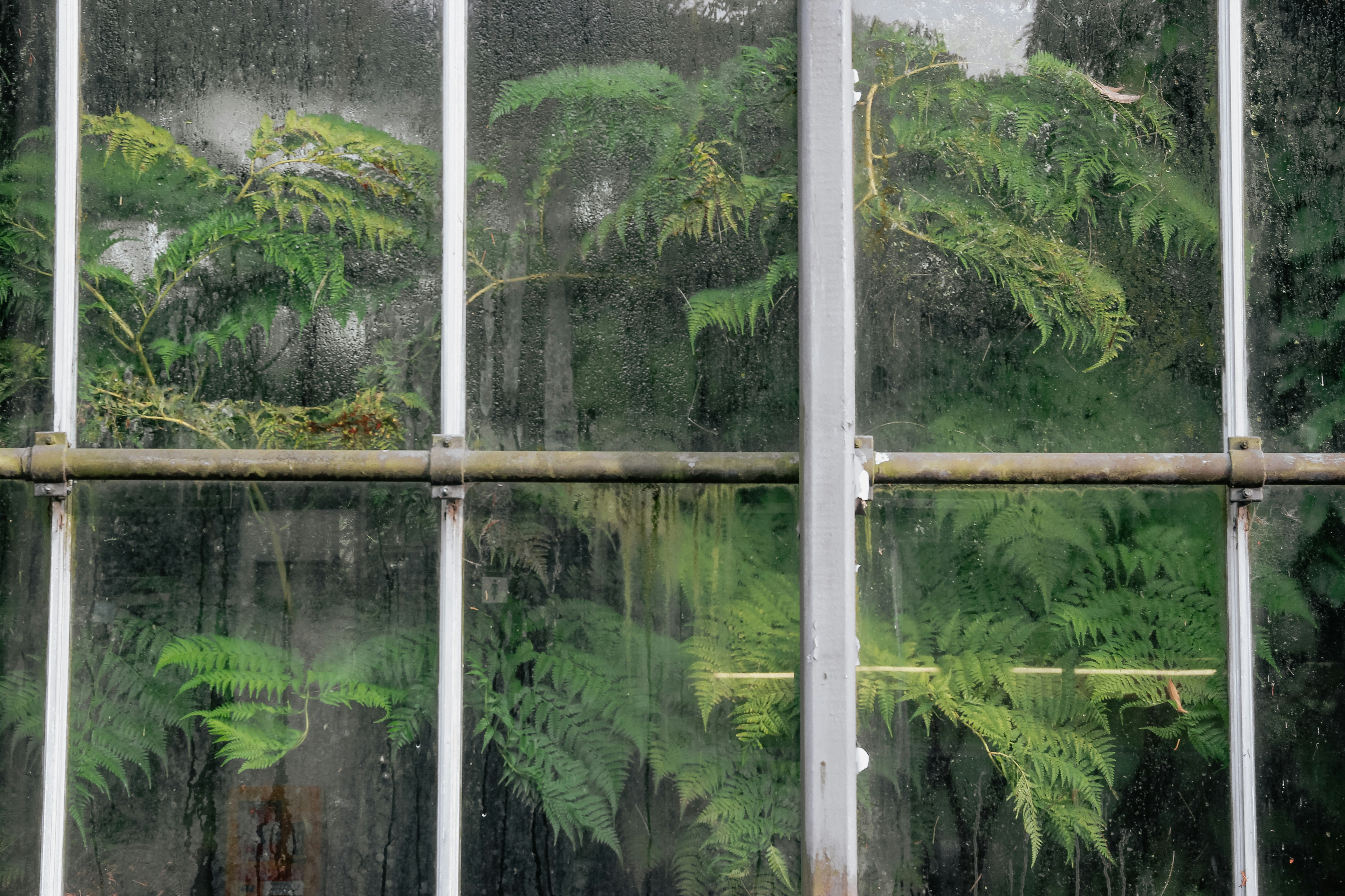 fern plants beside pane window
