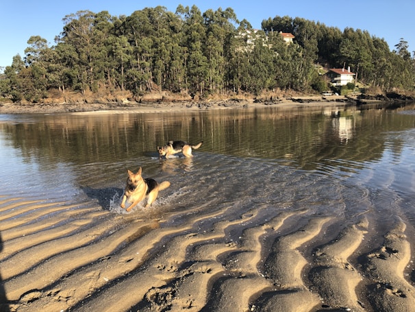 Dogs playing together near a clear, flowing river with natural rocks and greenery.