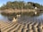 Two dogs play energetically in shallow water against a backdrop of lush green trees and a clear blue sky. The sand has a ripple pattern, and there are houses partially visible on the hillside in the background.