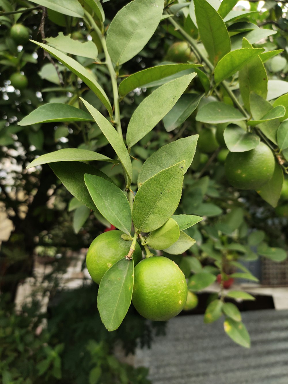 runde grüne Zitrusfrüchte, die an einem Baum hängen