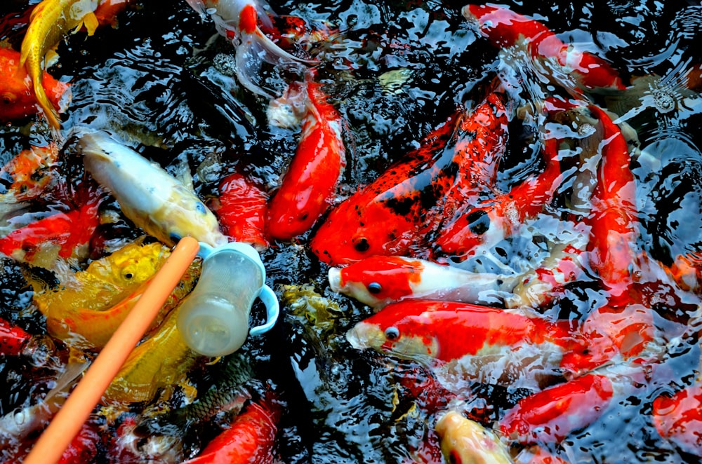 white, red, and yellow koi fish