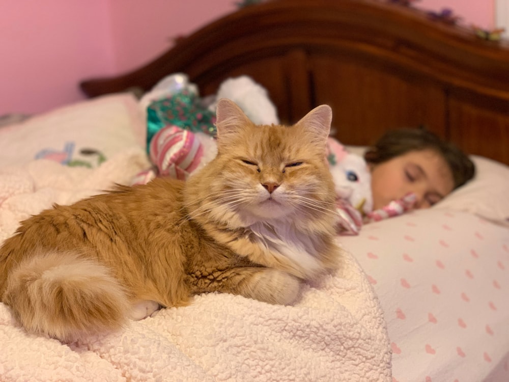 orange tabby cat on bed near child sleeping