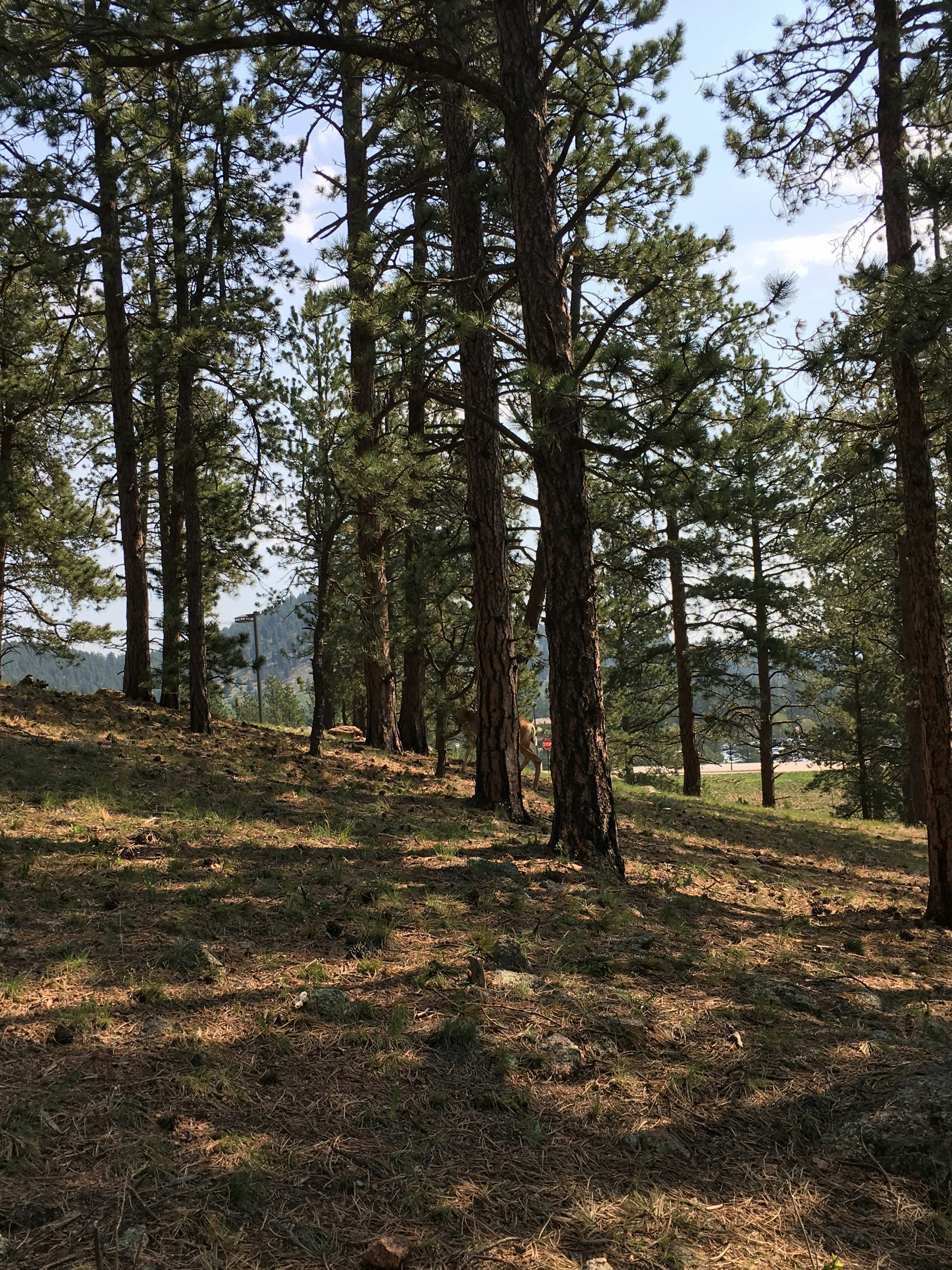 Photo by sparklygirl