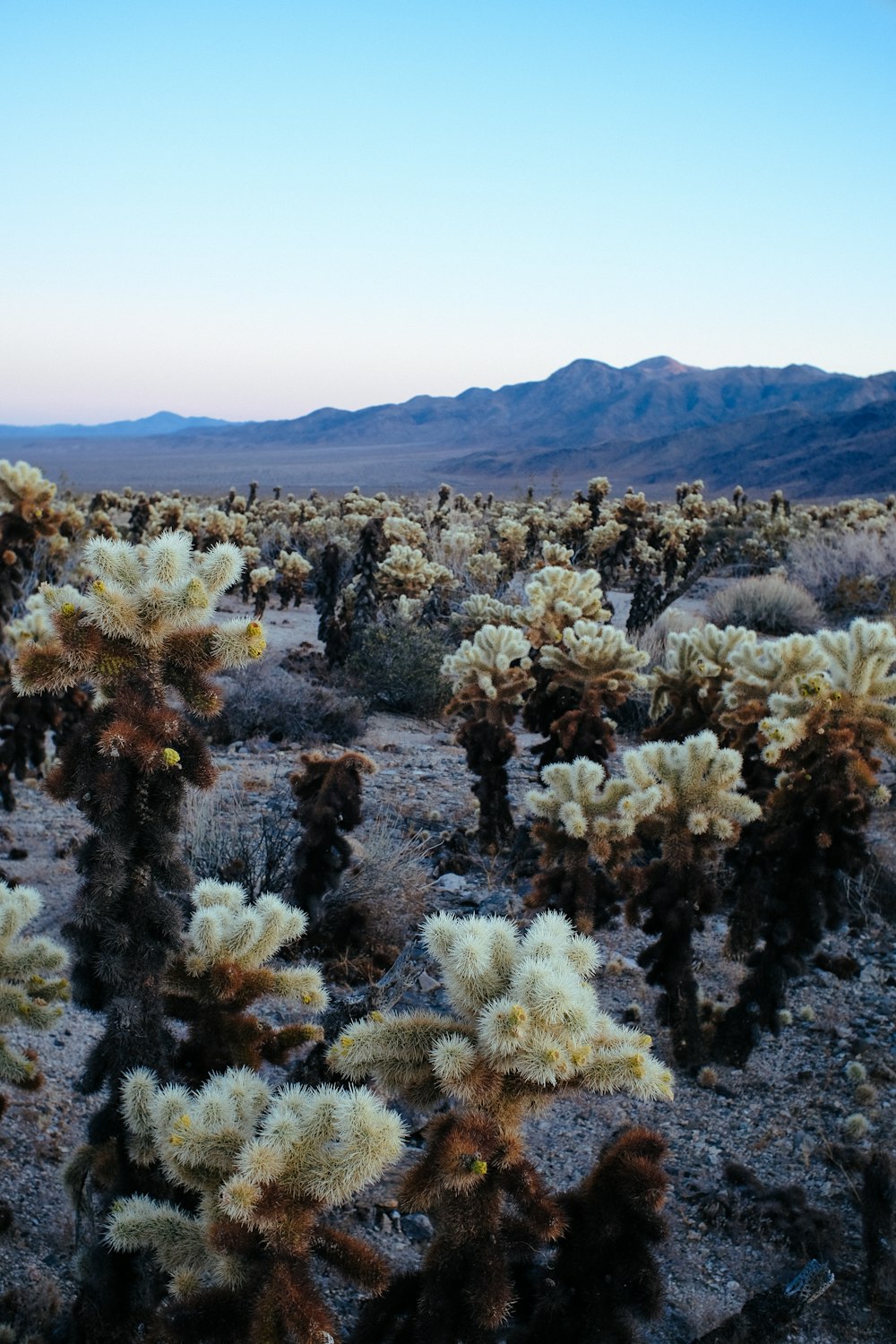 a field of cactus plants with mountains in the background