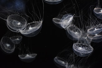 closeup photo of white jellyfish