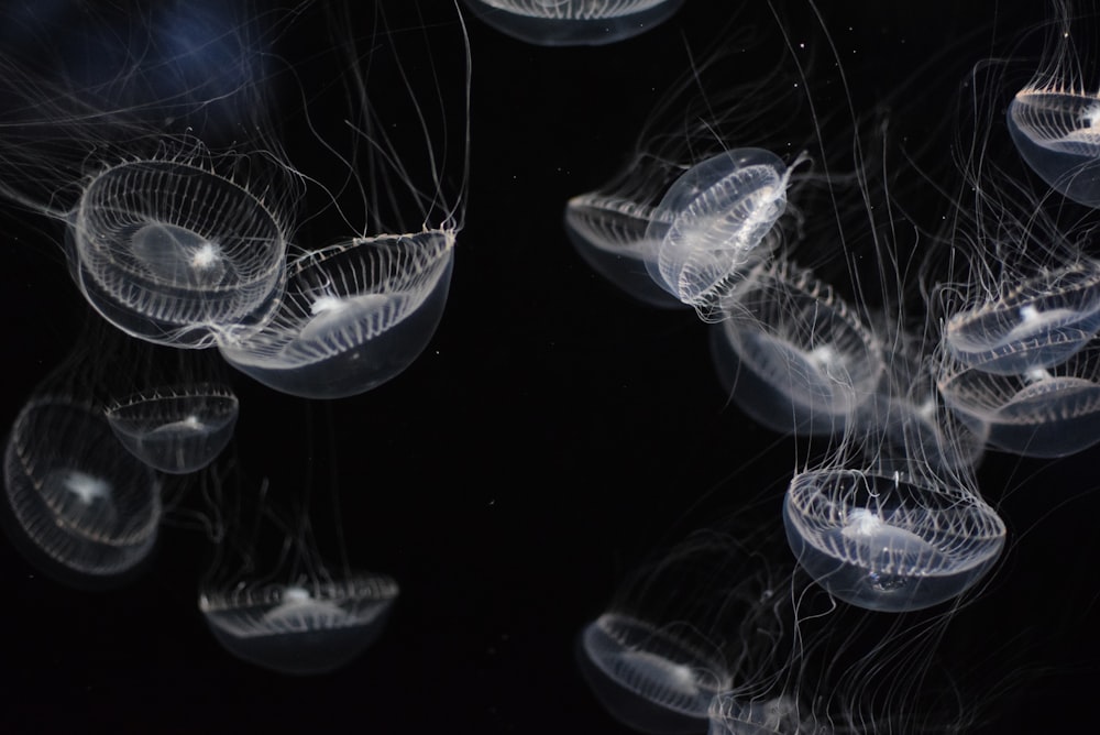 foto ravvicinata di medusa bianca
