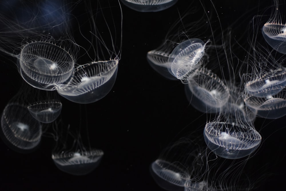 closeup photo of white jellyfish