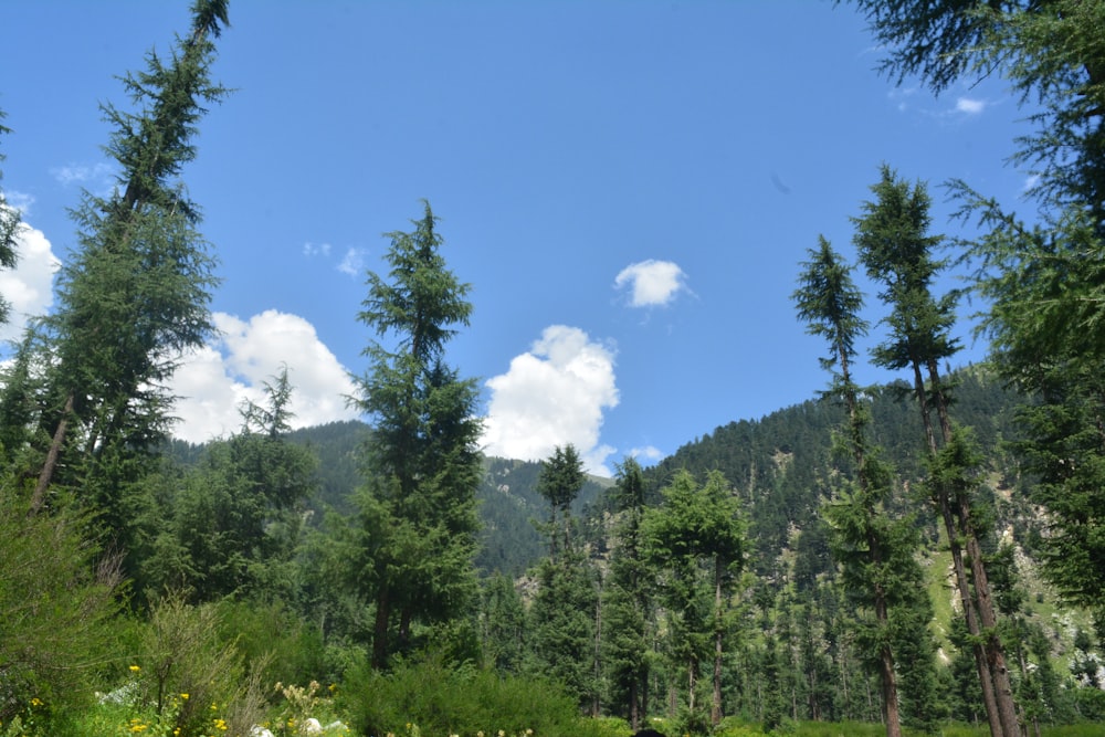 arbres verts sous un ciel nuageux