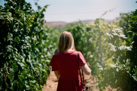 A person with long hair walks through a lush, green vineyard, wearing a red dress. The image captures the vibrant greenery of the vines, creating a peaceful and serene atmosphere. Sunlight filters through the leaves, creating a soft, natural lighting that enhances the tranquil setting.