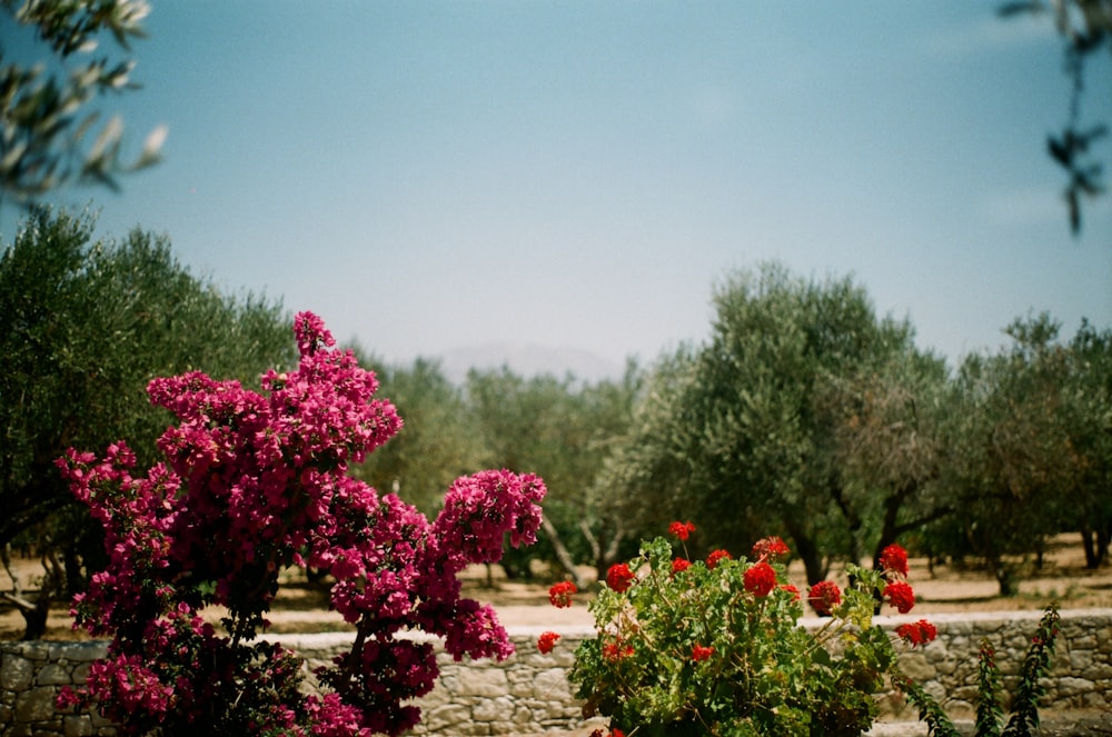 shallow focus photo of purple flowers