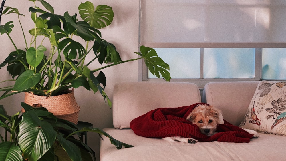 dog lying on white sofa